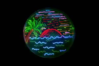 Agar plate 