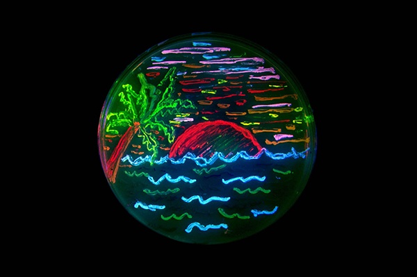 Agar plate black background