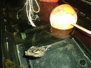 dead bird floating in water system