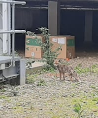 empty warehouse with a lone fox wandering around