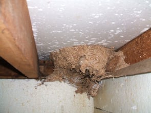 wasp nest attached to a white wall