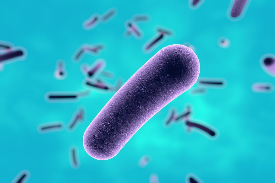 legionella bacteria up close shot