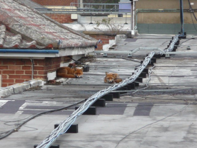 rooftop with two foxes on top looking at the camera