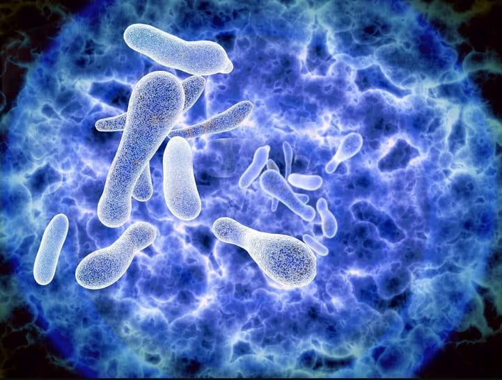 Legionella Bacteria_100KB