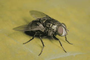 Legionella Myths Flies 749 x 497 100KB