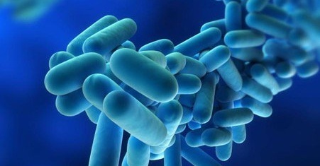 legionella bacteria up close shot