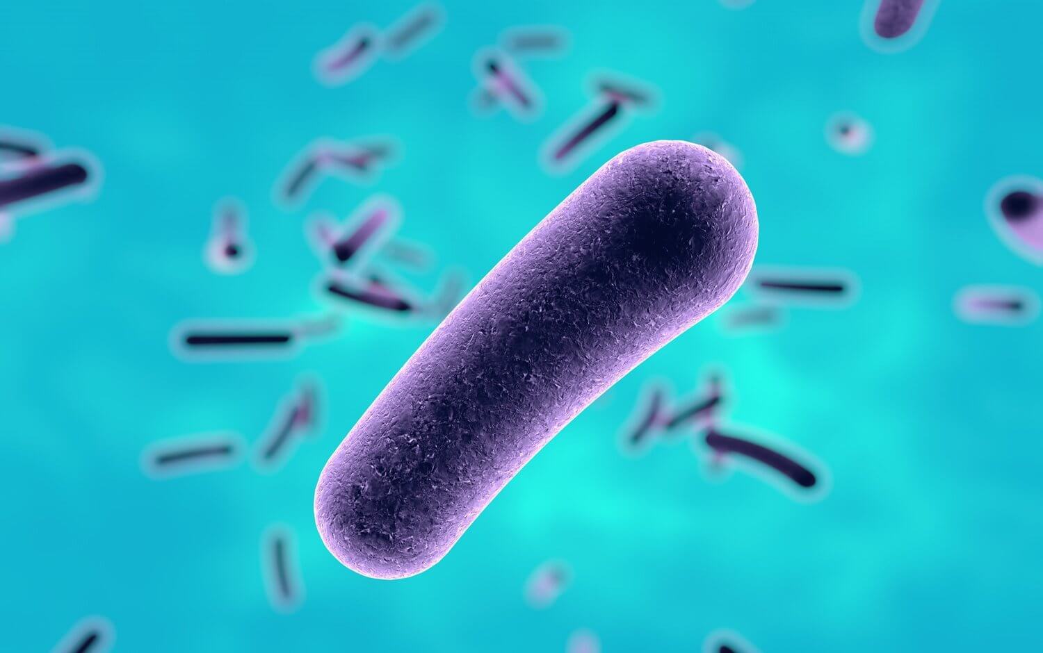 legionella bacteria up close 2
