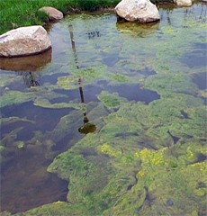 Water Fountain Legionella