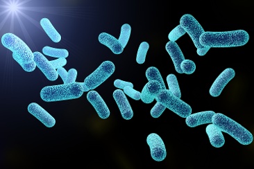 legionella bacteria 366x244