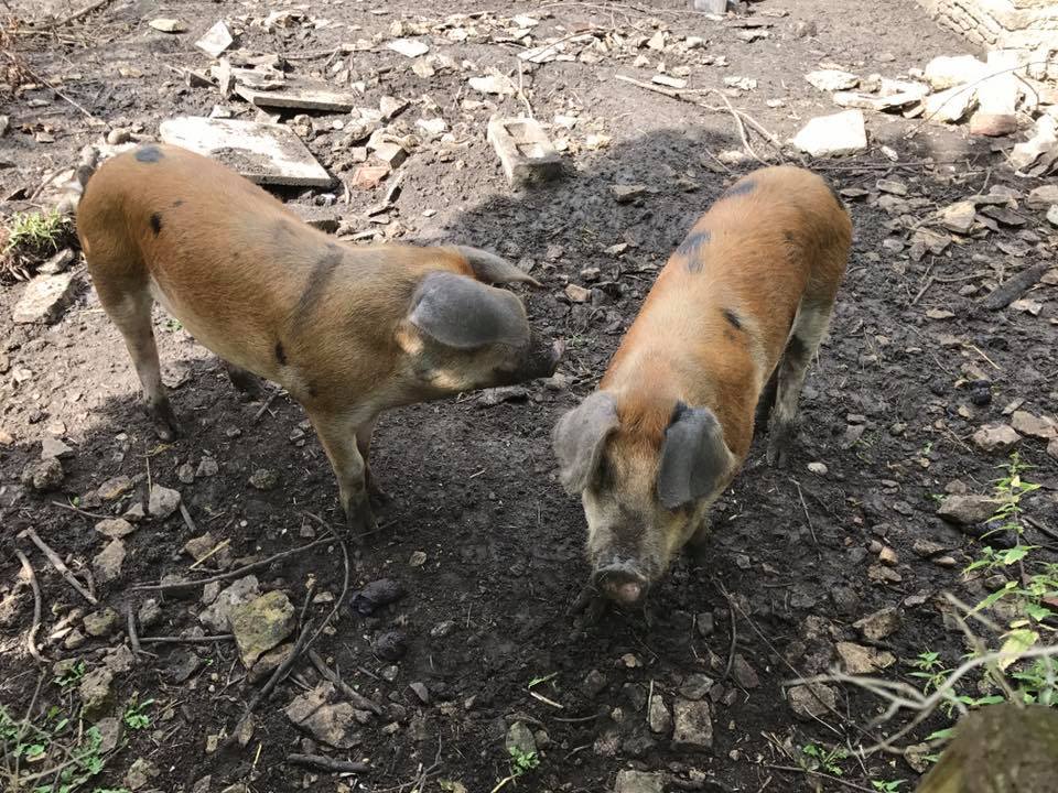 two pigs in woodland area